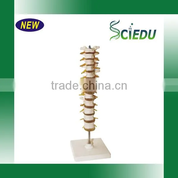 Medical Science Subject and Skeleton Model Type Spine Model photo-5