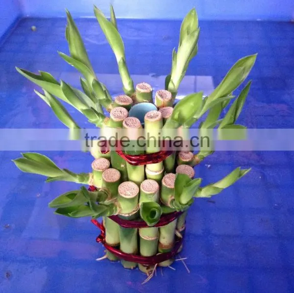 Lucky Bamboo Tower ( 2 Layers) photo-3