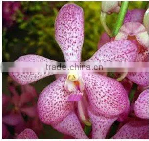 M-001 : MOKARA JAKUAN ORCHID