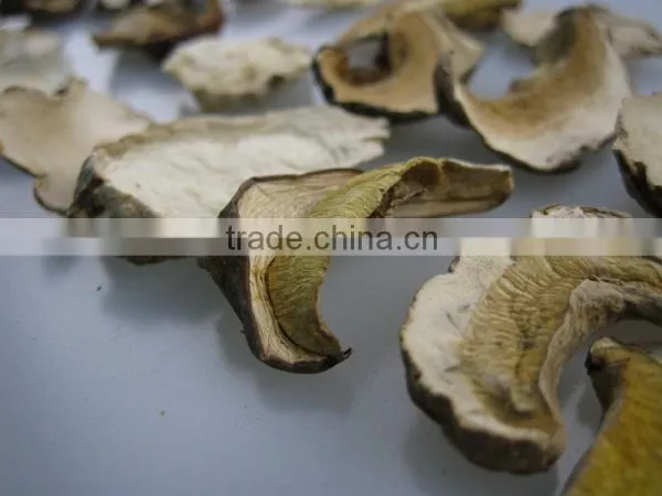 Boletus Edlie Form Yunnan photo-4