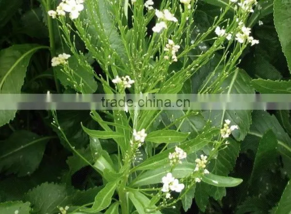 500g Wasabi Powder With Factory Price and Superior Quality photo-3