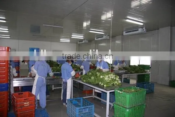 High Performance Horizontal Pillow Packaging Machinery for Vegetables CB-600 photo-2