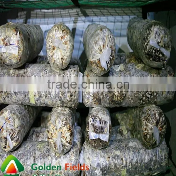 Shiitake Mushroom Spawn photo-4