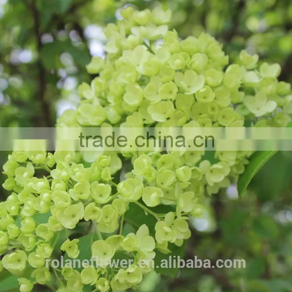 Plant Directly Export Cutting Board Bamboo Cutting Hydrangea From Yunnan, China photo-3