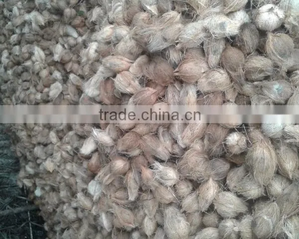 Semi Husked Coconuts photo-5