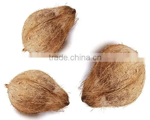 FRESH COCONUTS FROM INDIA photo-3