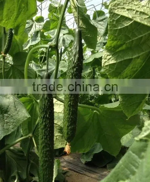 Hybrid Cucumber Seeds Winter F1