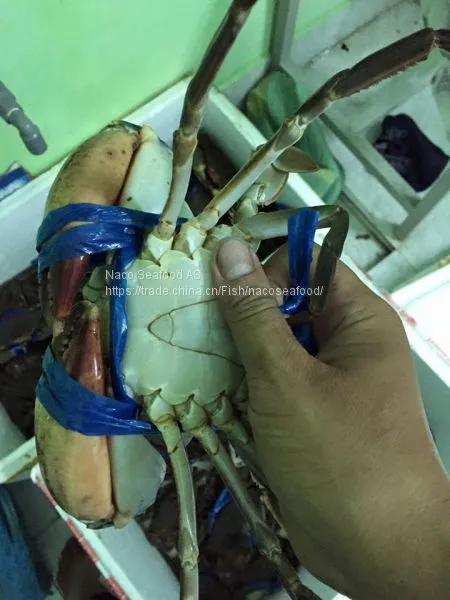 Norwegian Red King Crab, King Crab Legs With Clusters,Live Red King Crab Mud Crab, Live Dungeness Crab photo-2