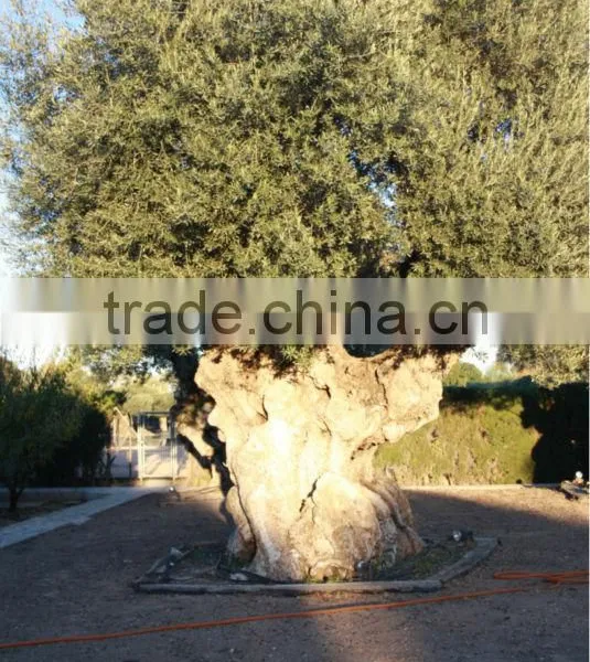 Centenary Olive Tree photo-4