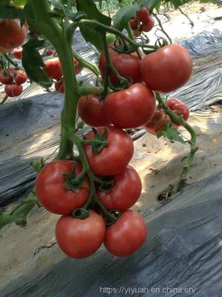 Big Pink Seeds Hot Tomato Greenhouse Plant Tomato Seeds No.62 photo-3