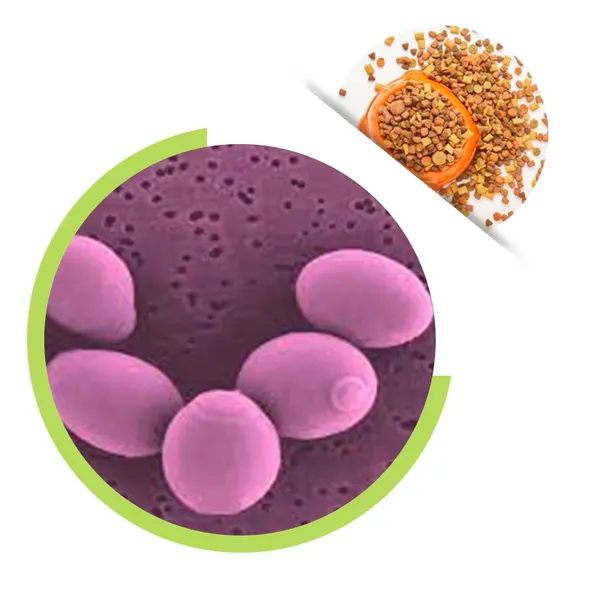 Food Grade 100% Active Yeast Saccharomyces Boulardii Powder S.boulardii 20B Cfu/g Probiotic for Diarrhea