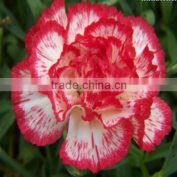 Fresh Cut Flower Classical Single Gerbera Decoration Flowers photo-4