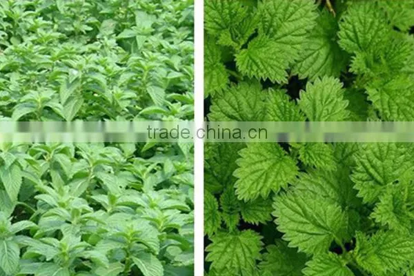 Hot Selling China Herb in Bulk Cold Resistance Herbal Tea Dried Mint Leaves Slimming Herbs photo-6