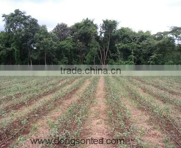 Good Quality Oolong Tea - High Grade Vietnam Oolong Tea photo-6