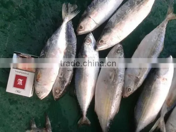 Frozen Indian Mackerel