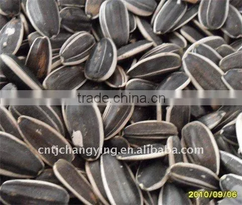 Raw Black Sunflower Seeds 5009