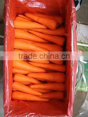 Red Fresh Carrot 9kg Carton photo-2