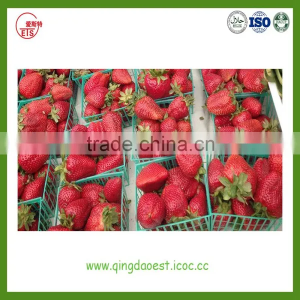 LiaoNing Province 2016 New Crop Fresh Strawberry for Sale photo-3