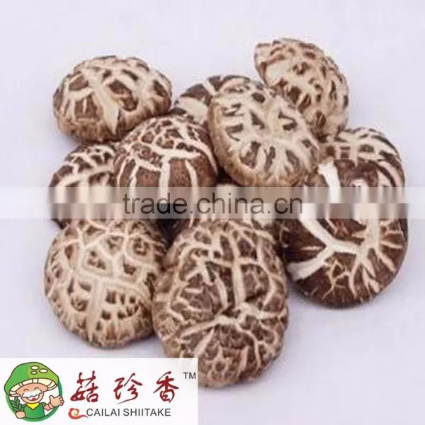 High Quality Flower Shiitake Mushroom, High Quality Shiitake Freeze Dried Shiitake Mushroom