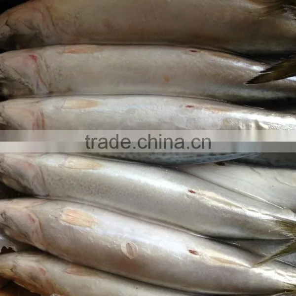 High Quanlity Product Pacific Mackerel photo-2