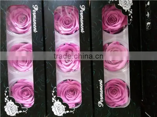 Eternal Rose Big Rose Head A Grade Preserved Rose 6-7 cm for Sale