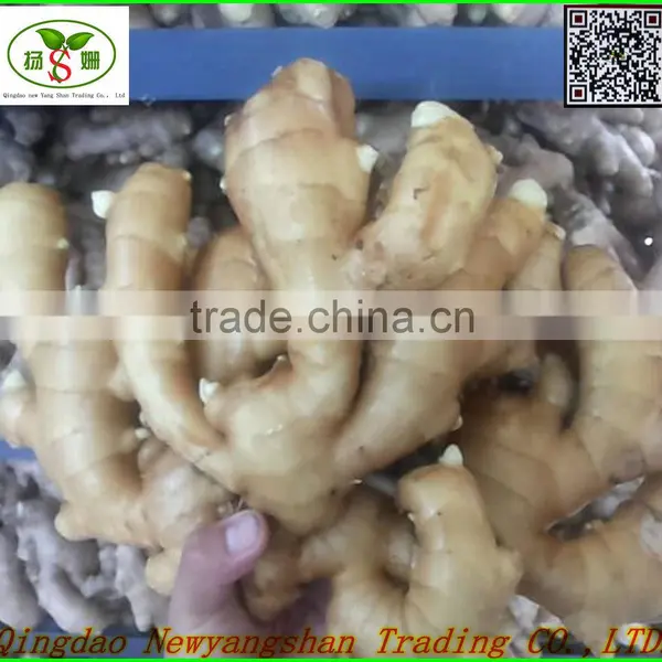 (CHINA RED ONION OFFER ) Red Onion /Fresh Onion photo-6