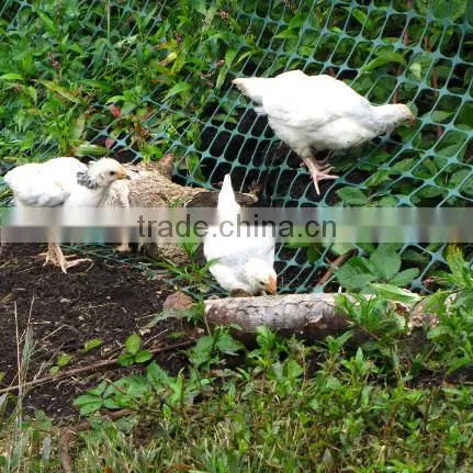 Extruded Plastic Mesh Roll for Rearing Chicks photo-3