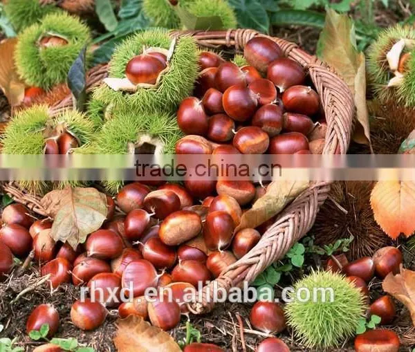 Chinese Chestnut photo-5