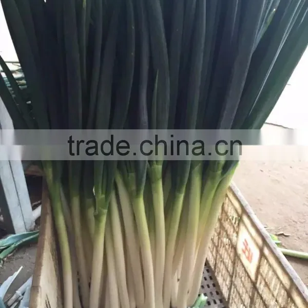 Green Onion photo-3