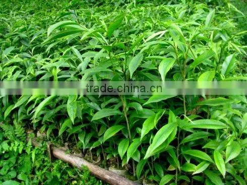 AGARWOOD SEEDLING photo-2