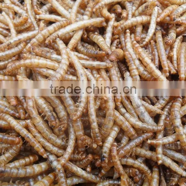 Good Quality Mealworm Treats photo-6