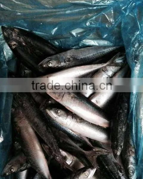 Atlantic/pacific Mackerel Scomber Scombrus photo-2