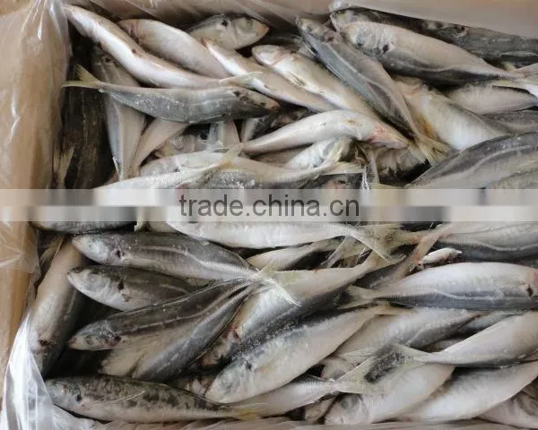 Frozen Horse Mackerel photo-2