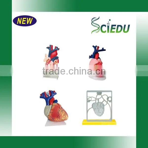 Human Heart Anatomical Model photo-5