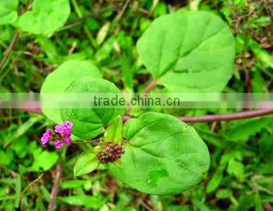 BOERHAVIA DIFFUSA photo-2