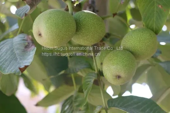China Cheap Walnut in Shell photo-2