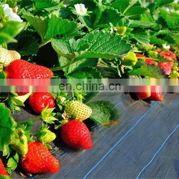 White Weed Mat Ground Cover In Agriculture Vegetable Garden photo-2