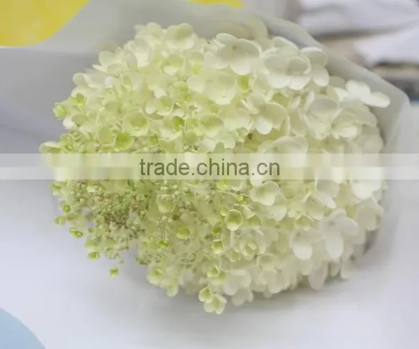 Elegant in Smell Hot-sale Hydrangea Flower for Sale photo-4