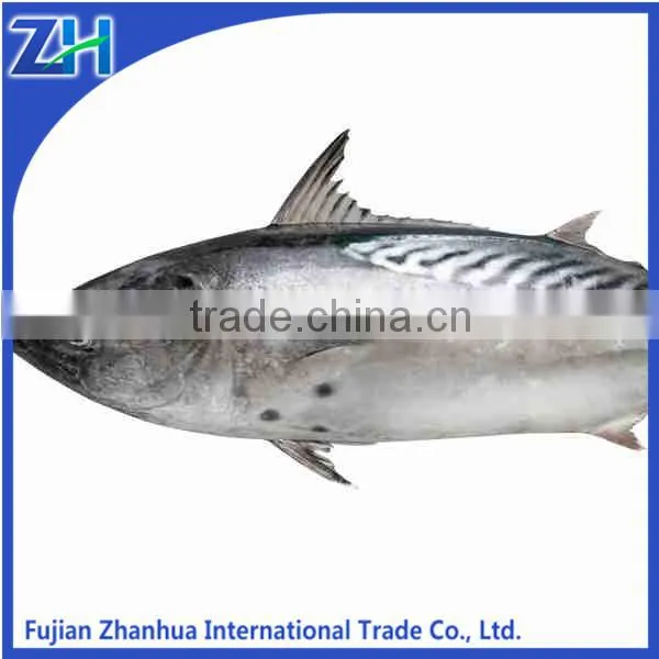 Frozen Bonito Fish Bonito Powder on Sale photo-2