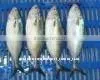 Mackerel fish