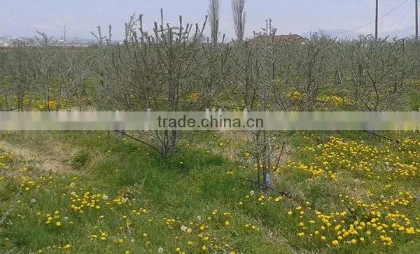 CO2 Supercritical Extract Seabuckthorn Seed Oil,Seabuckthorn,Sea Buckthorn Oil photo-2