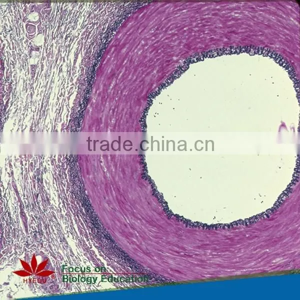 Mixed High Quality Beat Price Medical Histology Microscope Prepared Glass Slides photo-4