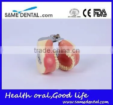 Dental Surgical Integrated Model Teaching Demonstration Teeth Model photo-2