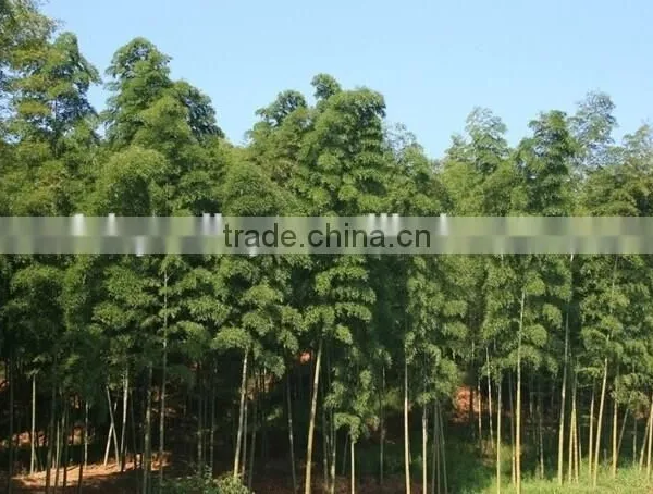 Moso Bamboo Seeds For Cultivation photo-5