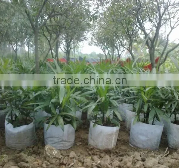 Bamboo Seedling photo-4