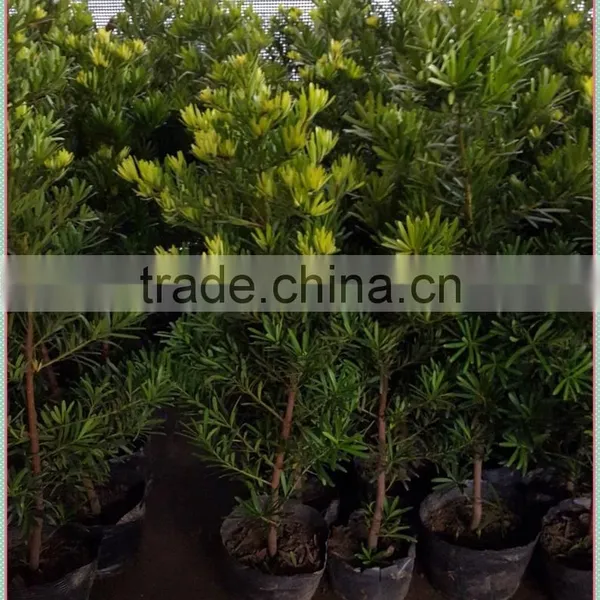 Outdoor Bonsai Podocarpus Macrophyllus photo-2