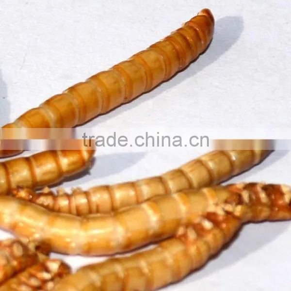 Wholesale 2.8 cm Bird Food Freeze Dried Mealworms photo-2