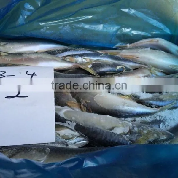 Frozen Pacific Mackerel photo-3