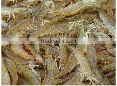 Vannamei Shrimp
