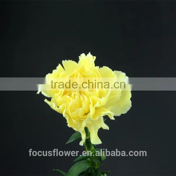 First Class Blue Fresh Cut Carnations Yellow Flowers to the Beloved photo-5